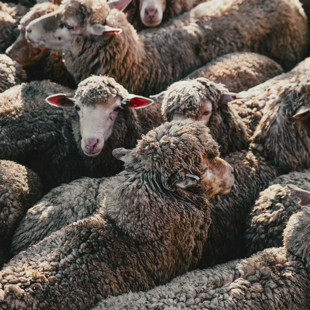 Merino wool video